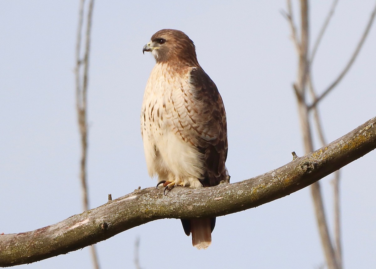 Red-tailed Hawk - ML611208157