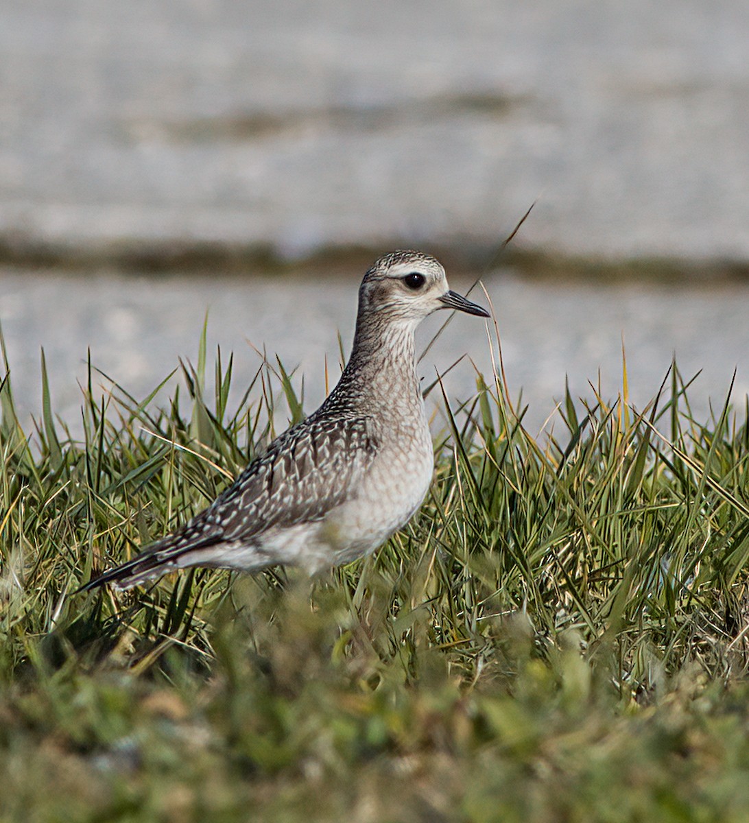 American Golden-Plover - John Gluth