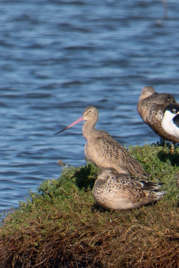 Marbled Godwit - ML611208202