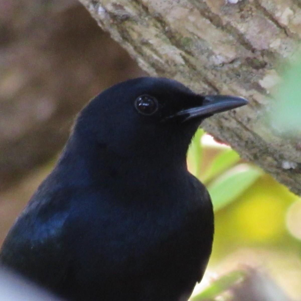 Pájaro Gato Negro - ML611208213
