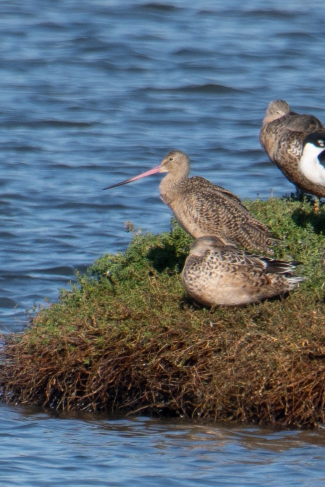 Marbled Godwit - ML611208245