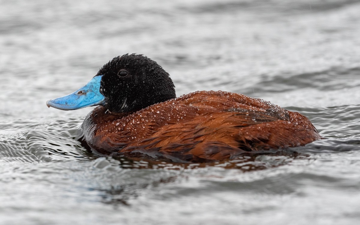 Andean Duck - ML611208341