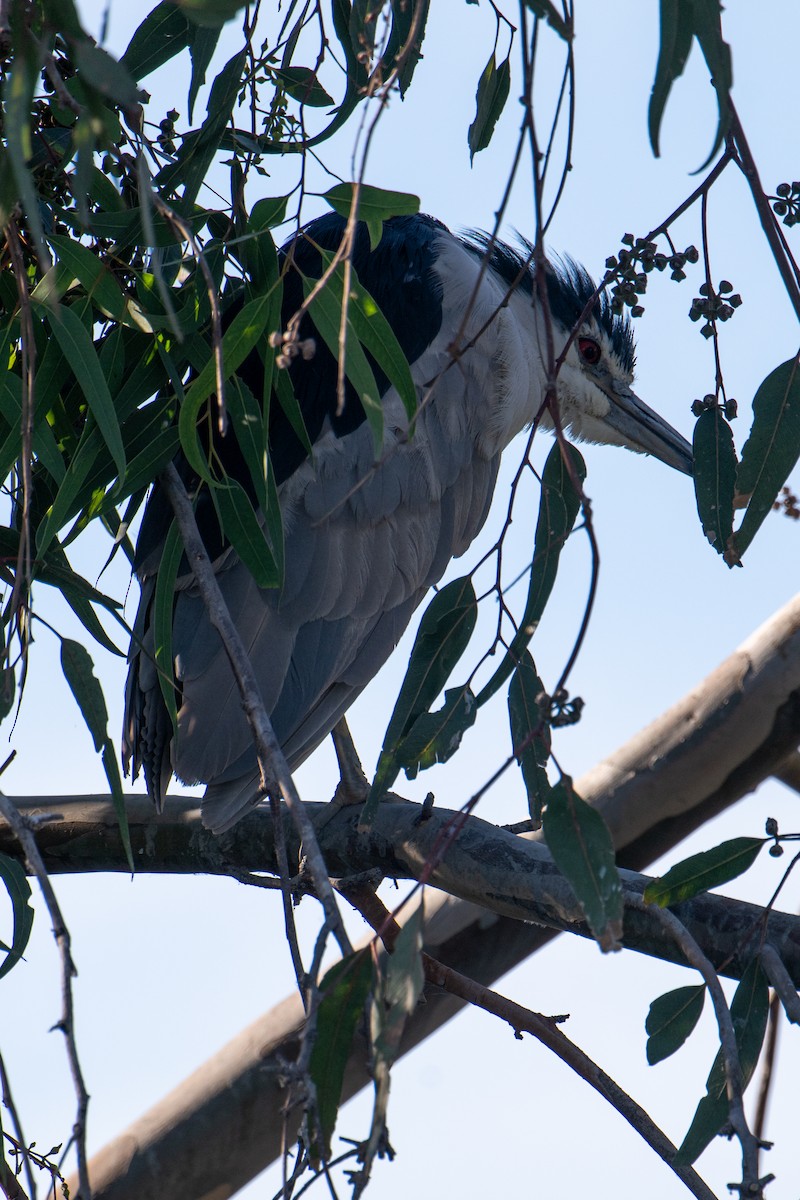 Black-crowned Night Heron - Tony Ducks