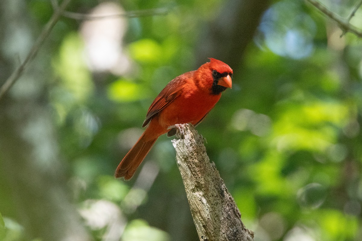 Northern Cardinal - Robert Raffel