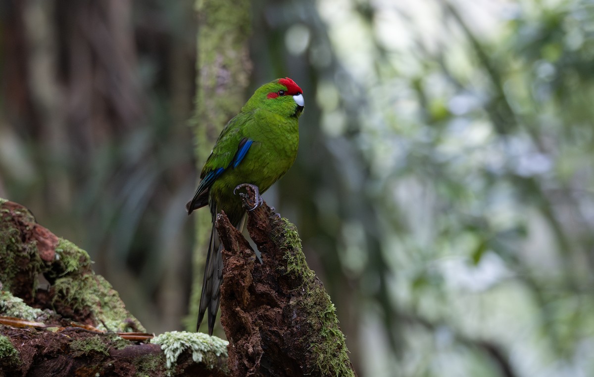 Red-crowned Parakeet - Ben Ackerley