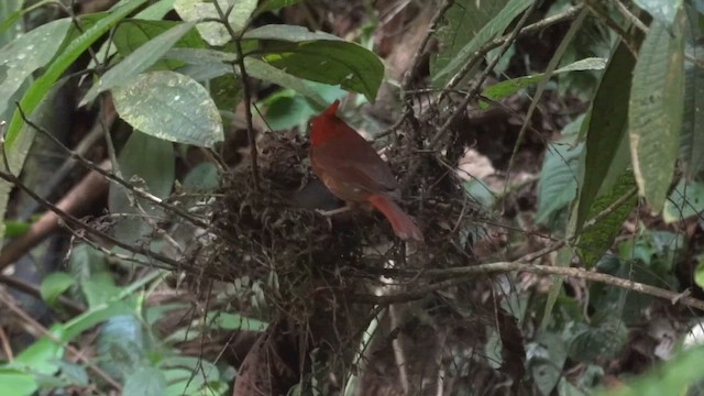 Crested Ant-Tanager - ML611208645