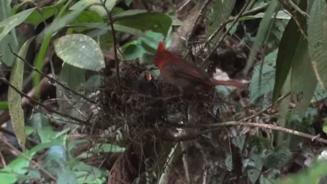 Crested Ant-Tanager - ML611208648