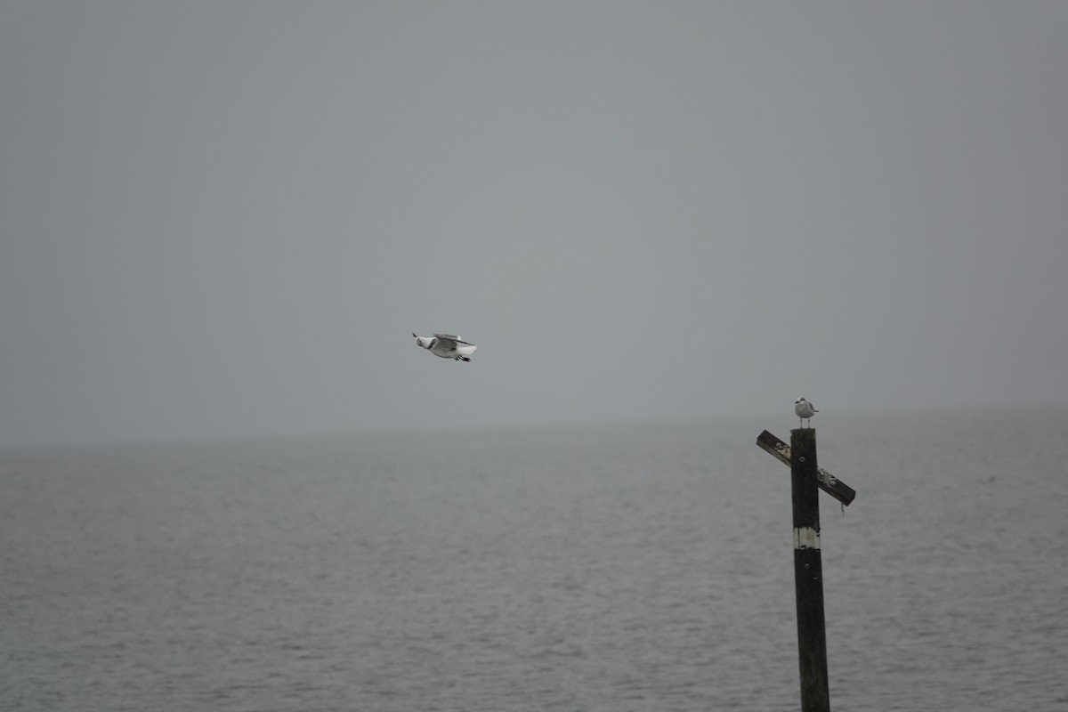 Mouette atricille - ML611208772