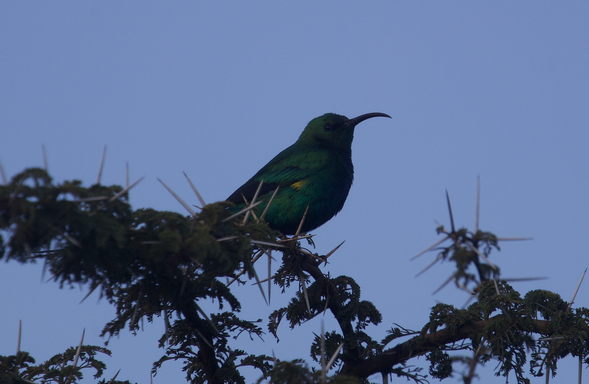 Malachite Sunbird - ML611208786