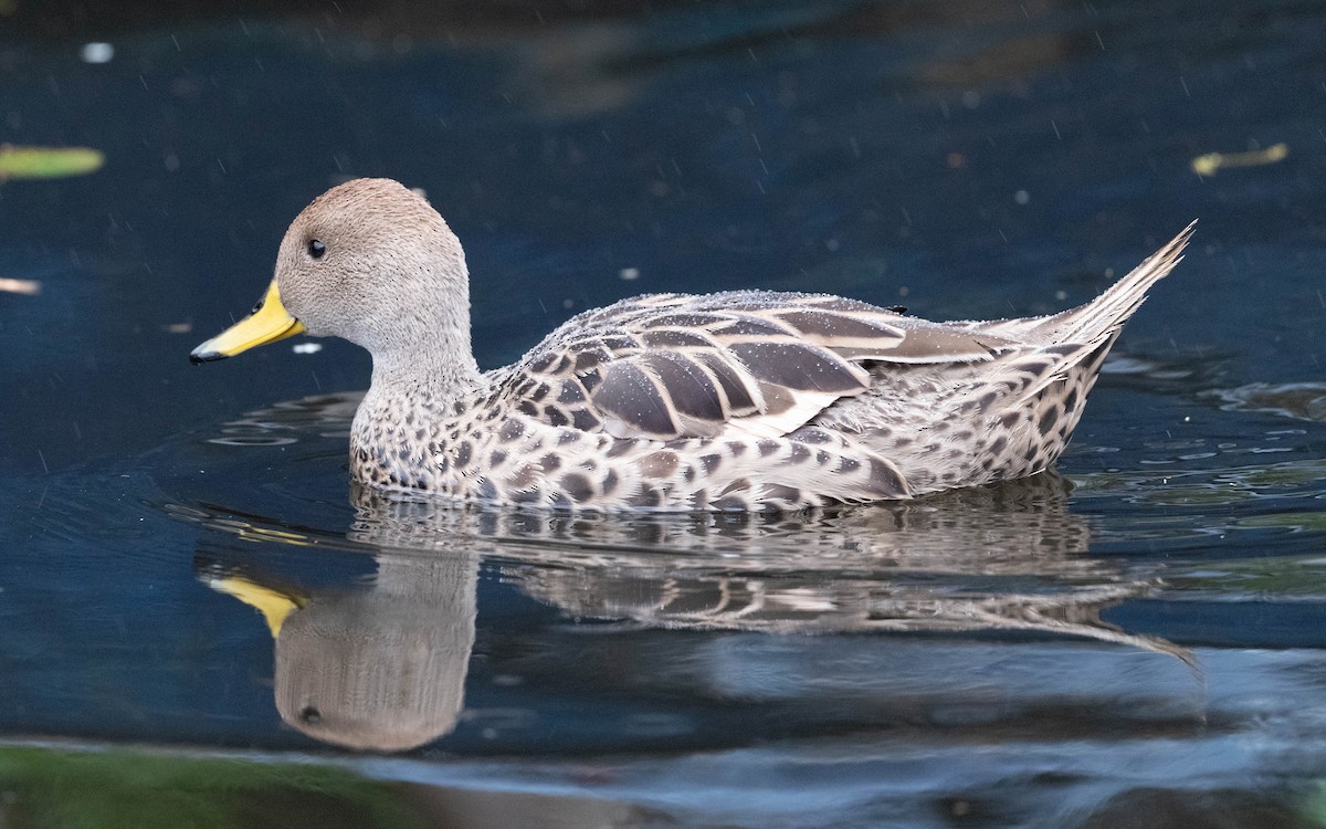 Yellow-billed Pintail - Andra Florea