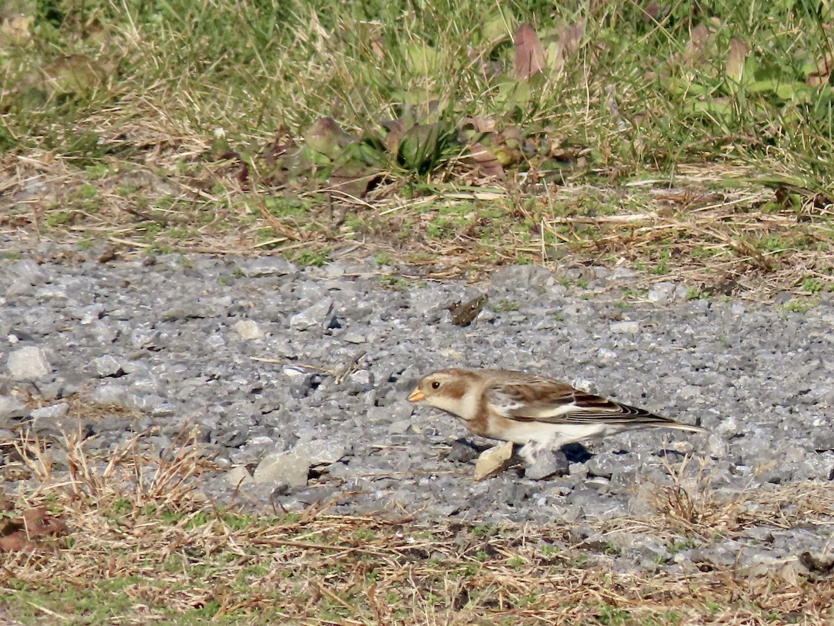 Snow Bunting - ML611208845