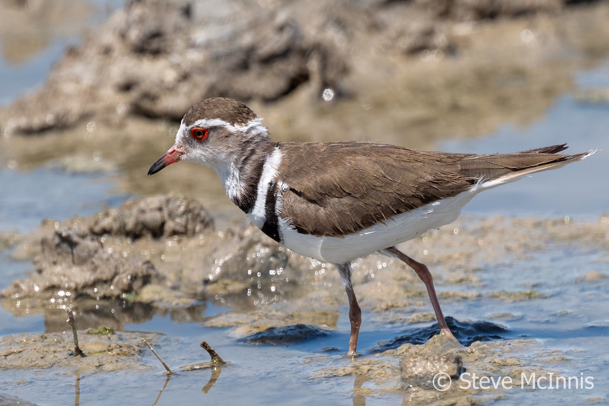 Three-banded Plover - ML611208860