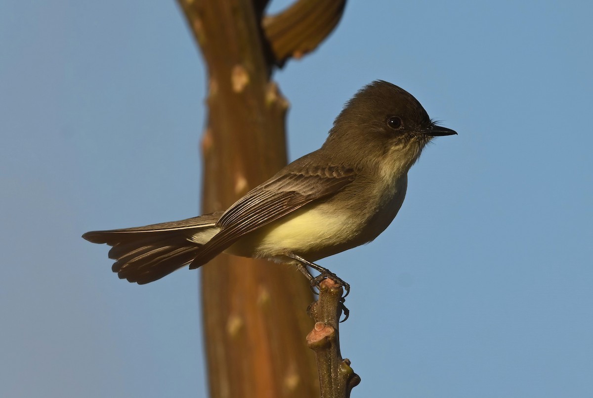 Eastern Phoebe - ML611208895