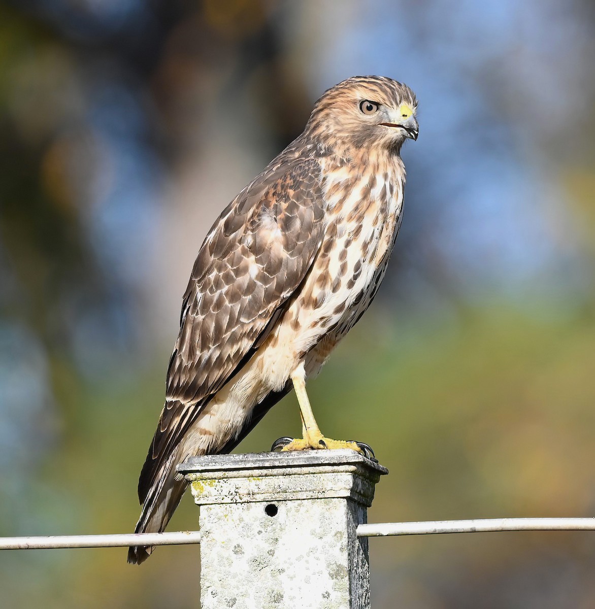 Red-shouldered Hawk - ML611208918