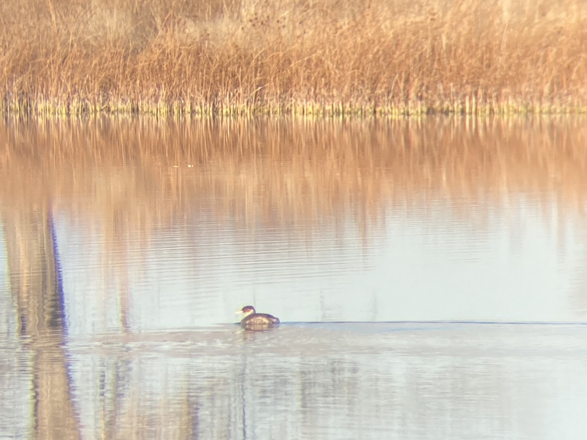 Red-necked Grebe - Josiah Kiehl