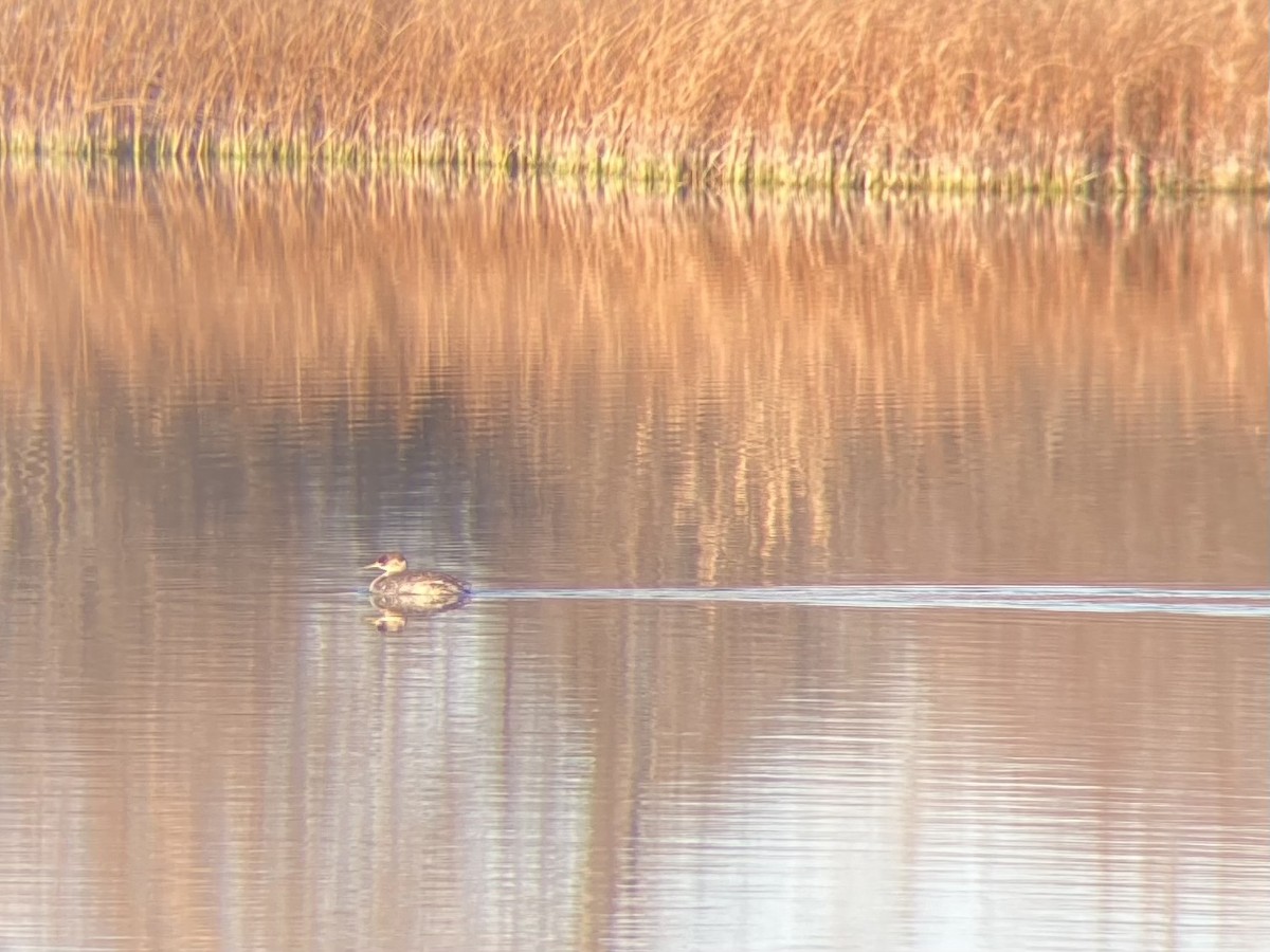 Red-necked Grebe - ML611208921