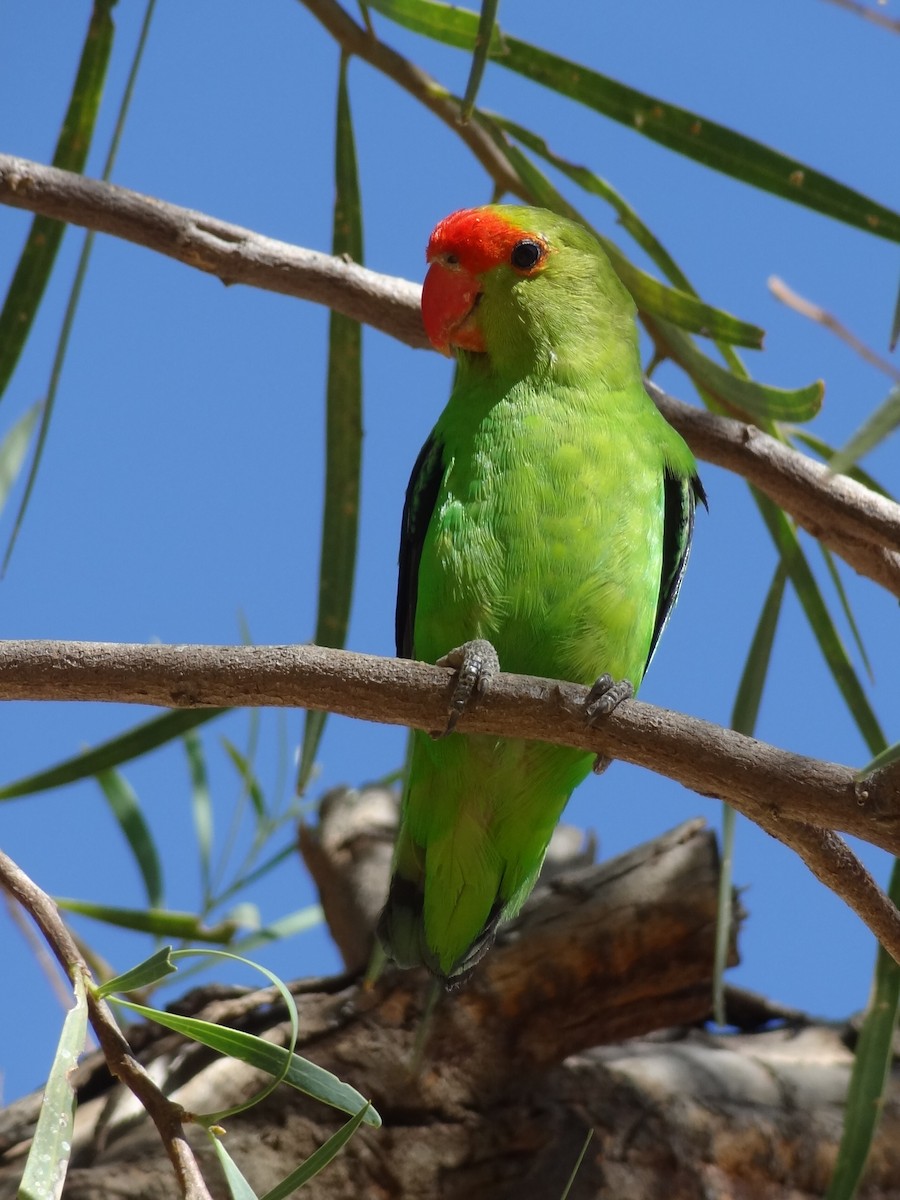 Black-winged Lovebird - Guy RUFRAY