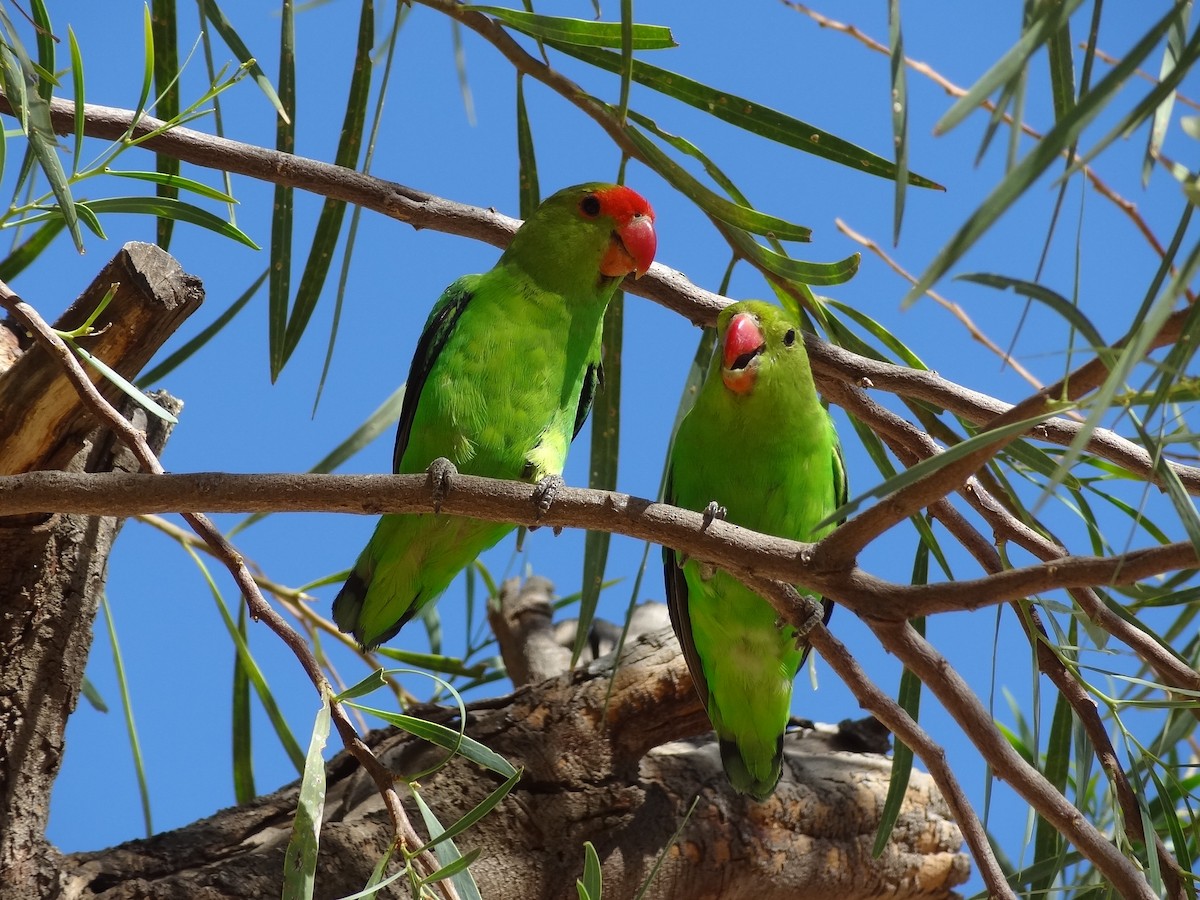 Black-winged Lovebird - Guy RUFRAY