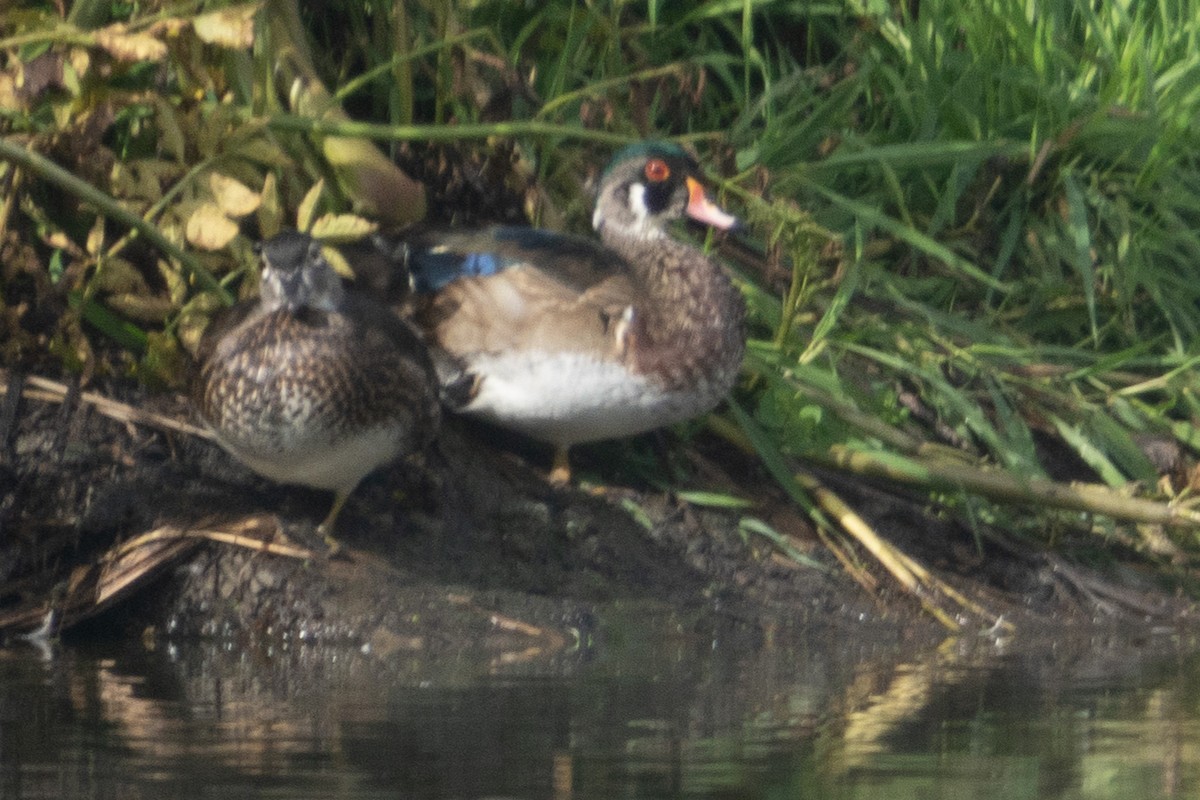 Wood Duck - ML611208954