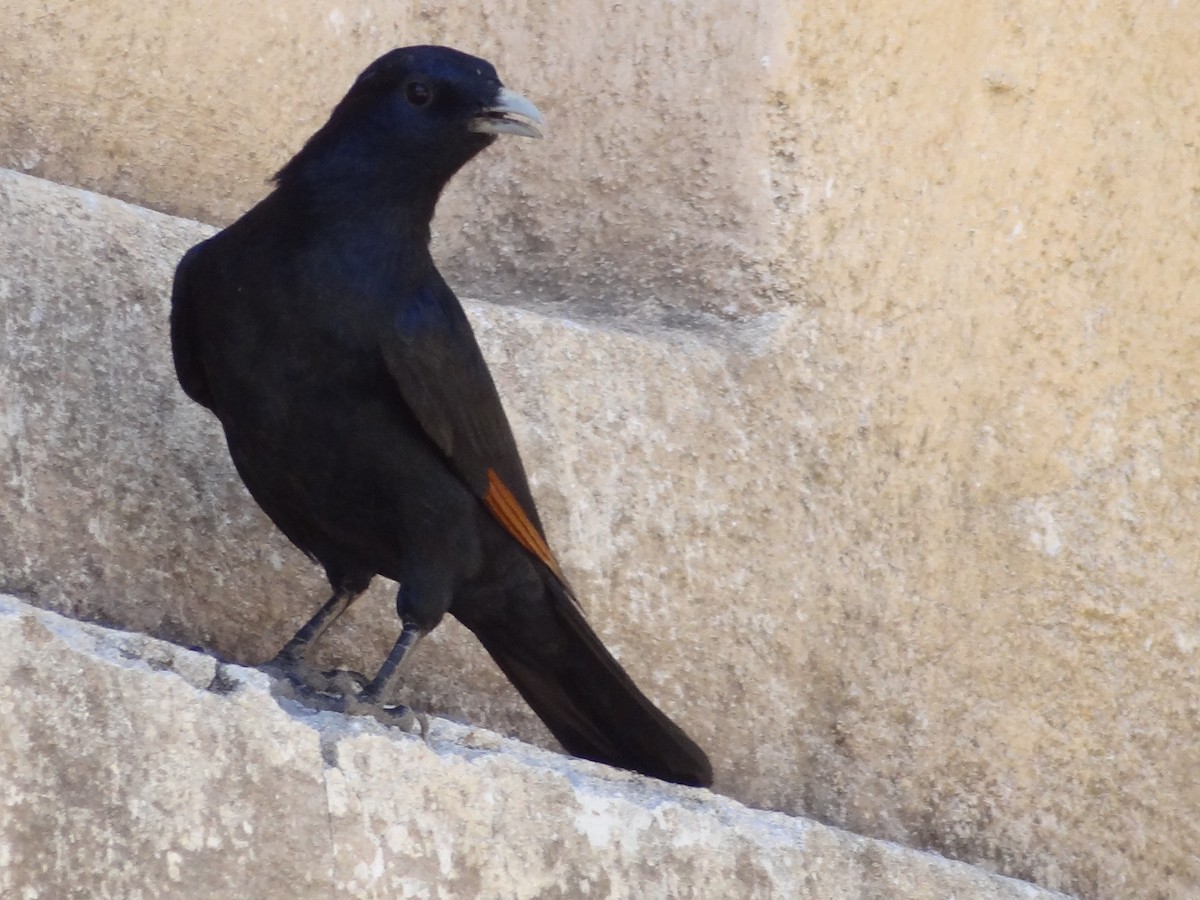 White-billed Starling - ML611208955