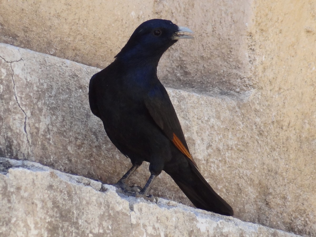 White-billed Starling - ML611208957