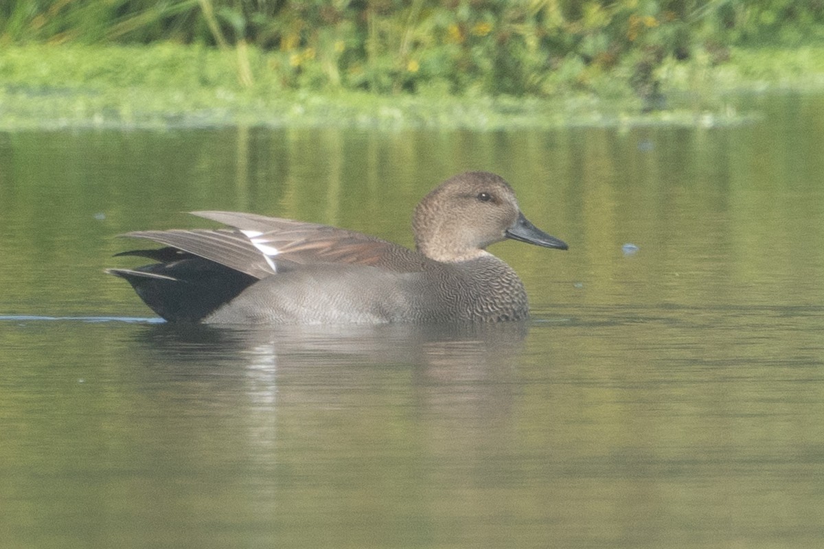 Gadwall - ML611208964