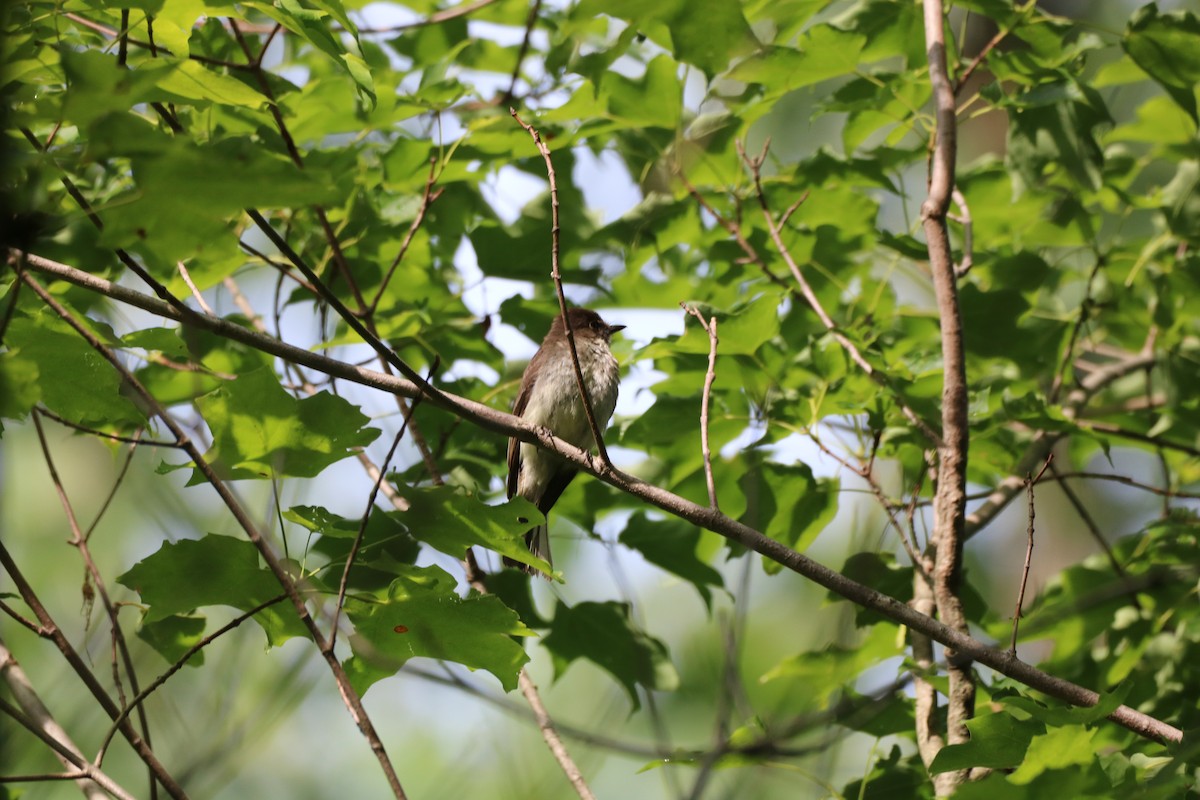 Eastern Wood-Pewee - ML611208985