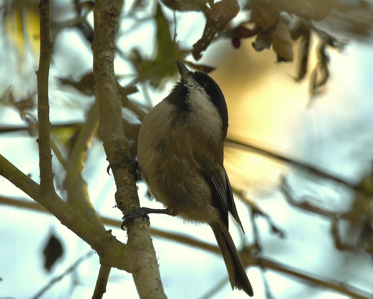 Chestnut-backed Chickadee - Bob Fields