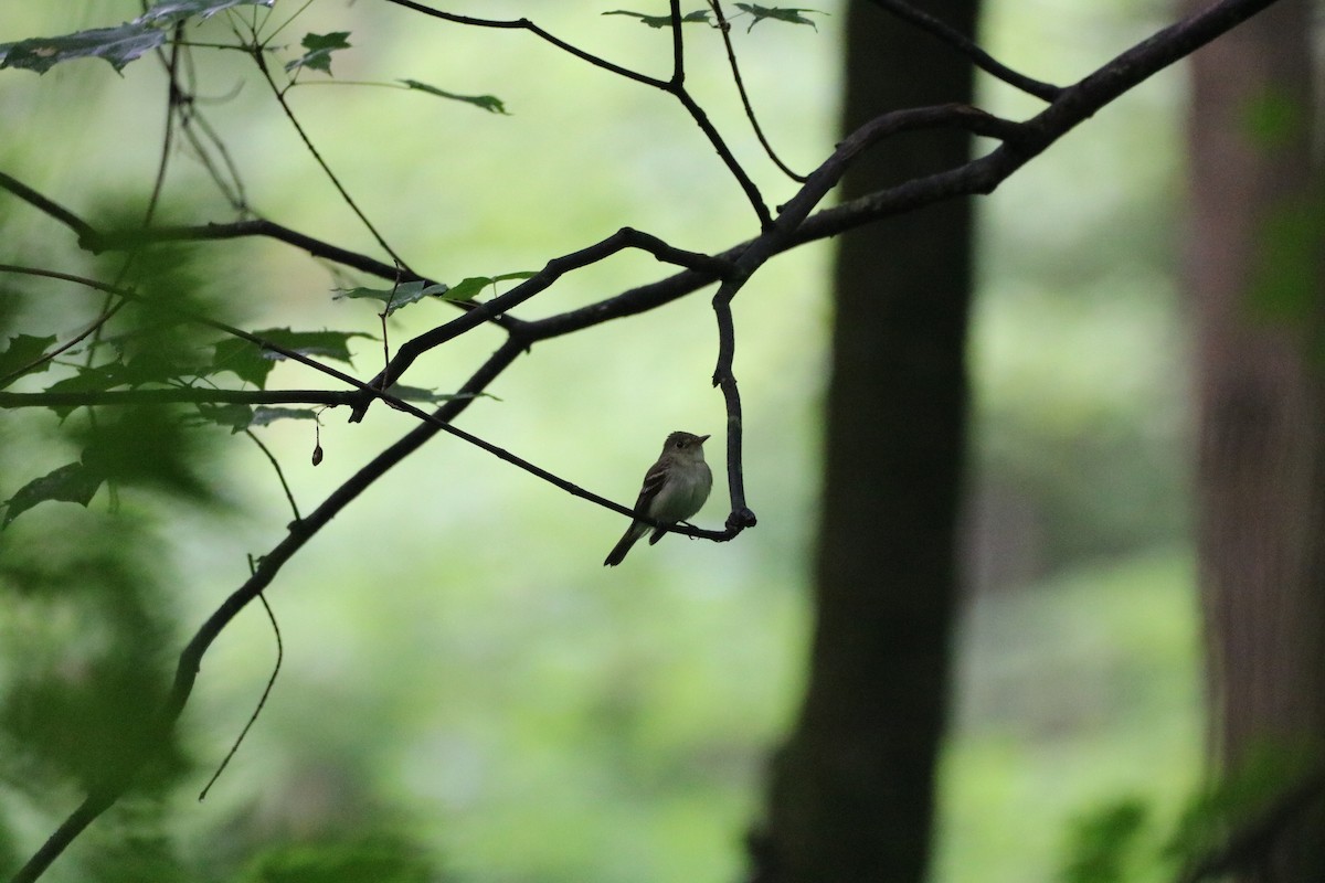 Acadian Flycatcher - ML611208995