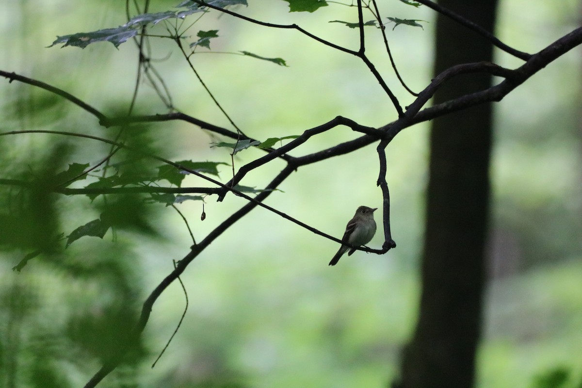 Acadian Flycatcher - ML611208996