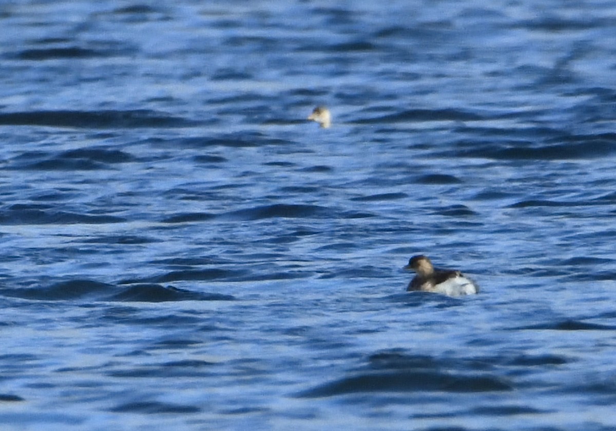 Little Grebe - ML611209116