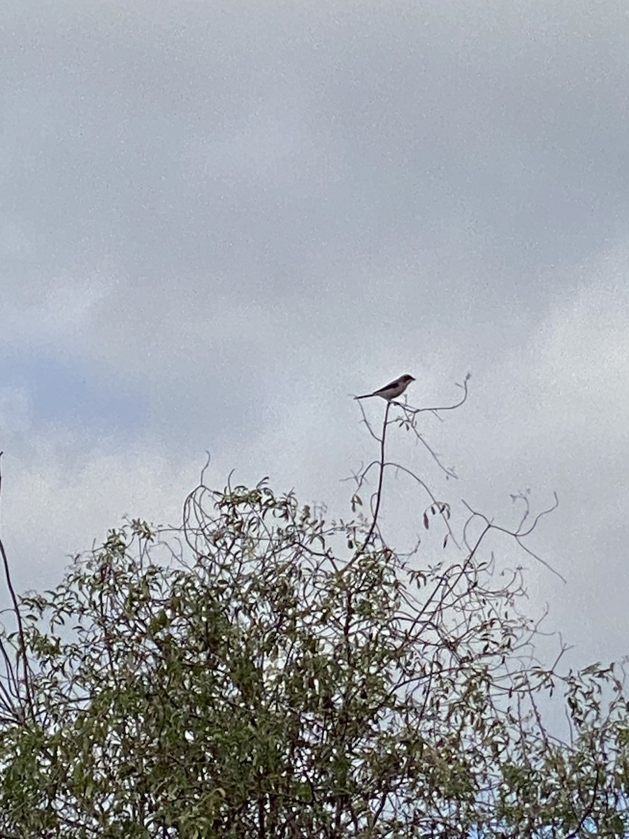 Loggerhead Shrike - Jane Bork