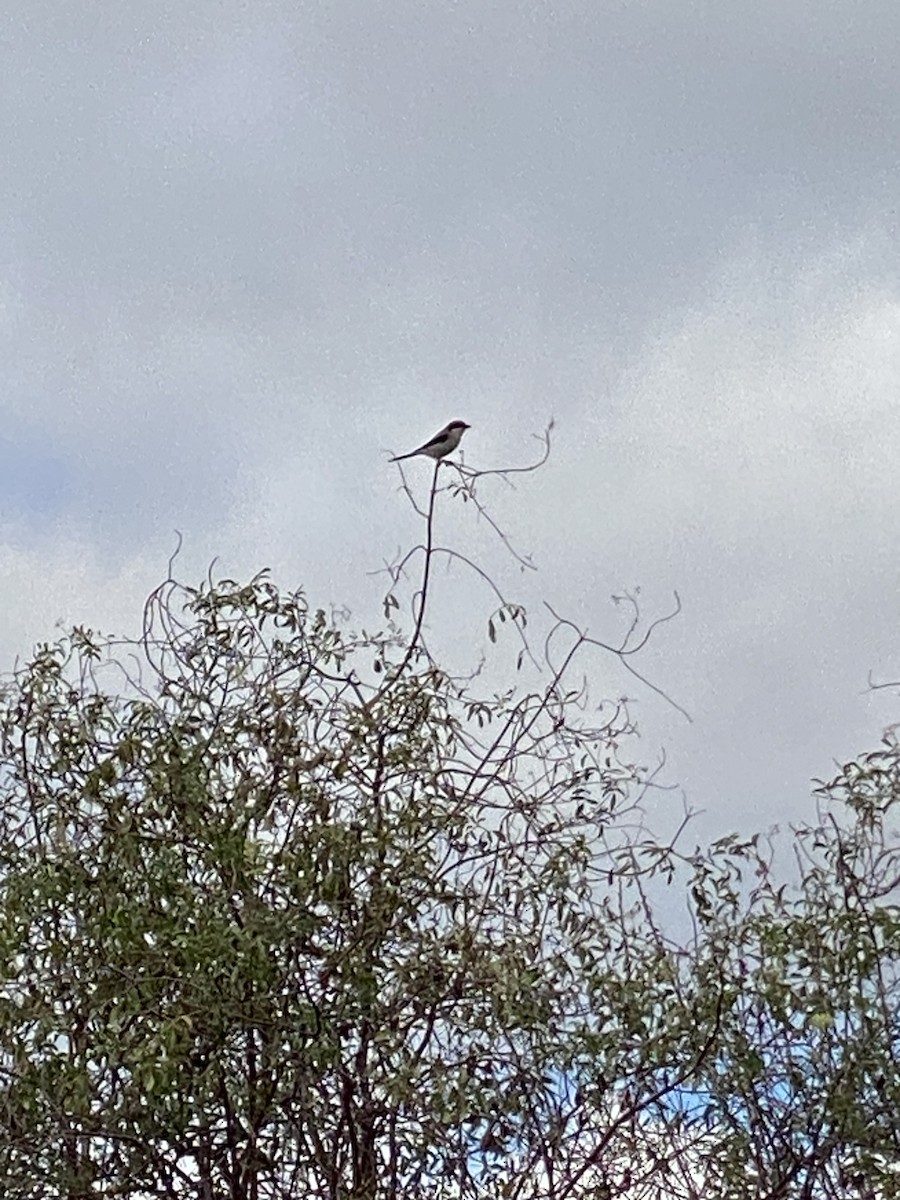 Loggerhead Shrike - Jane Bork