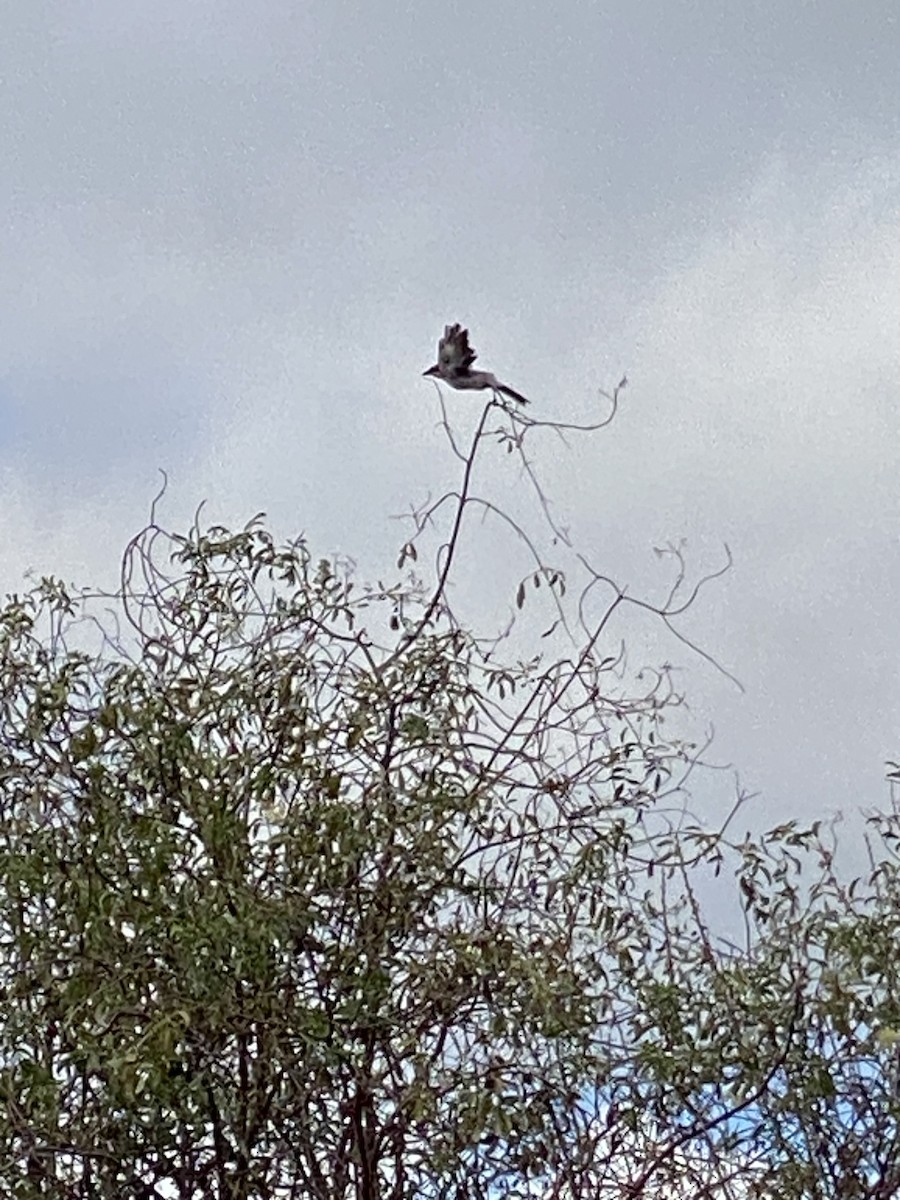 Loggerhead Shrike - Jane Bork