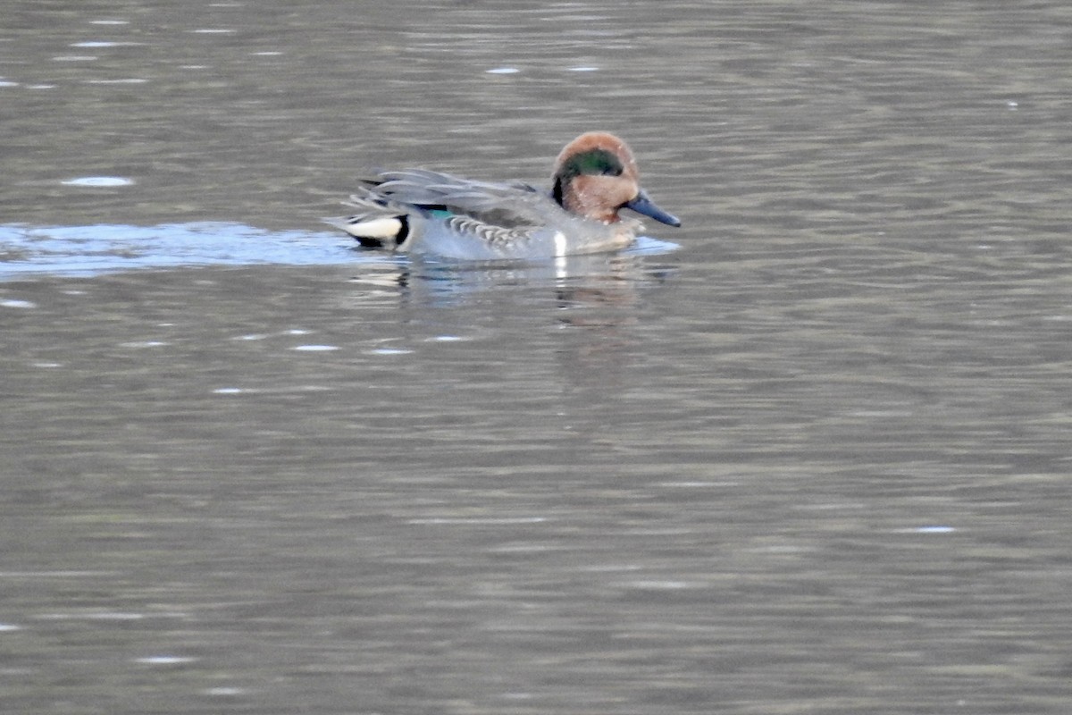 Green-winged Teal - ML611209158