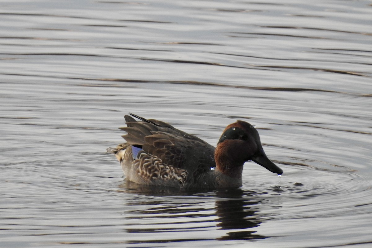 Green-winged Teal - ML611209159