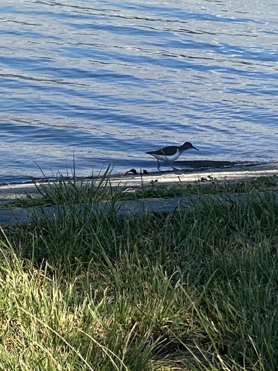 Spotted Sandpiper - Jane Bork