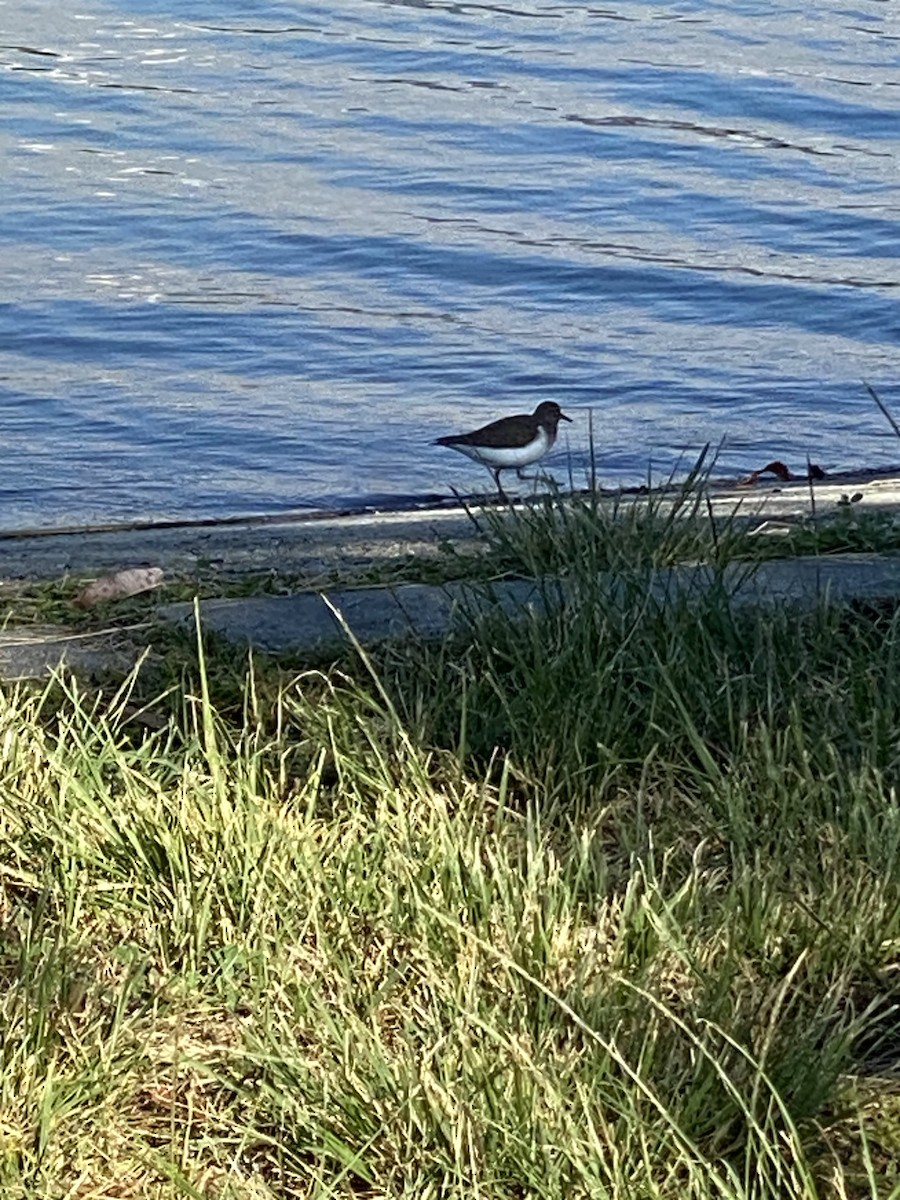 Spotted Sandpiper - Jane Bork