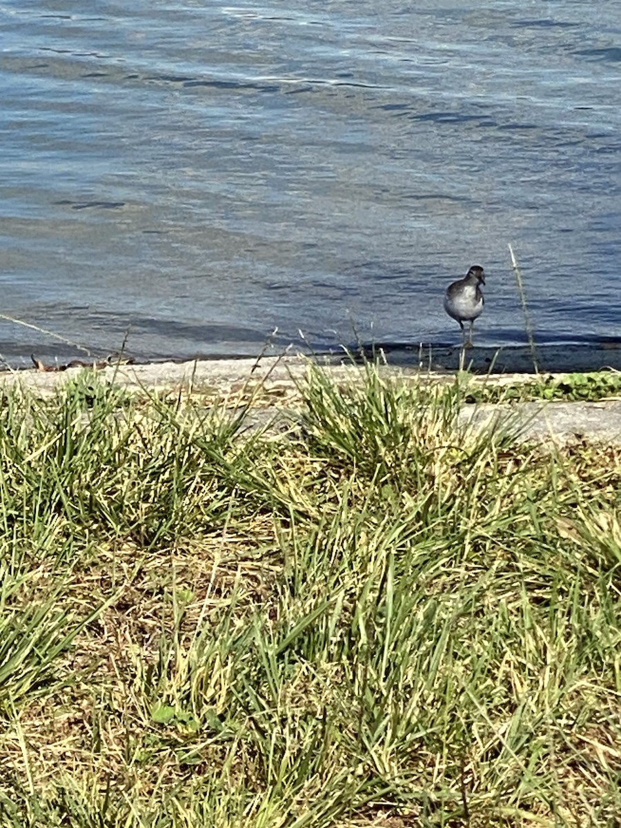 Spotted Sandpiper - ML611209168