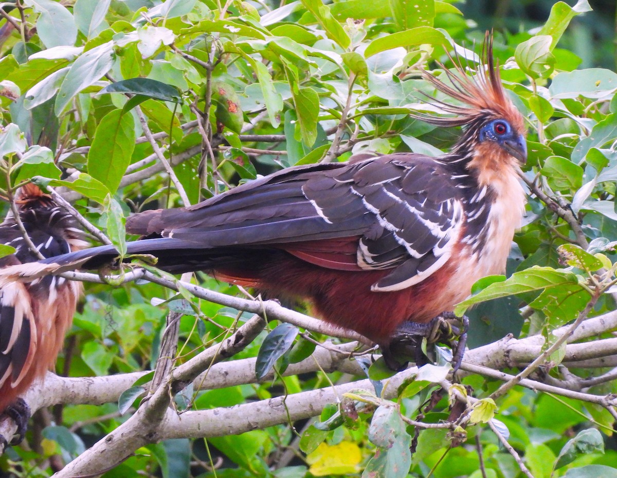 Hoatzin - ML611209172