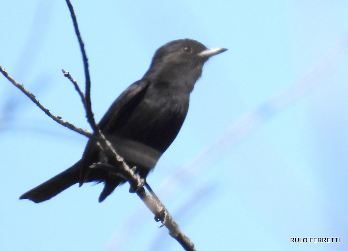 White-winged Black-Tyrant - ML611209200