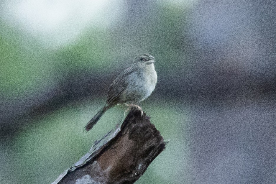 Bachman's Sparrow - ML611209219