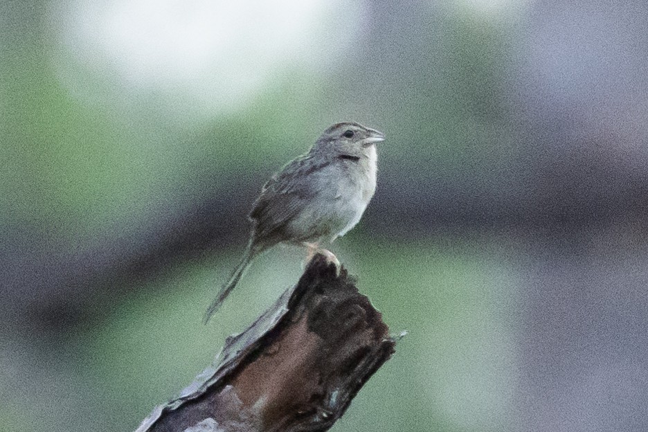 Bachman's Sparrow - ML611209220