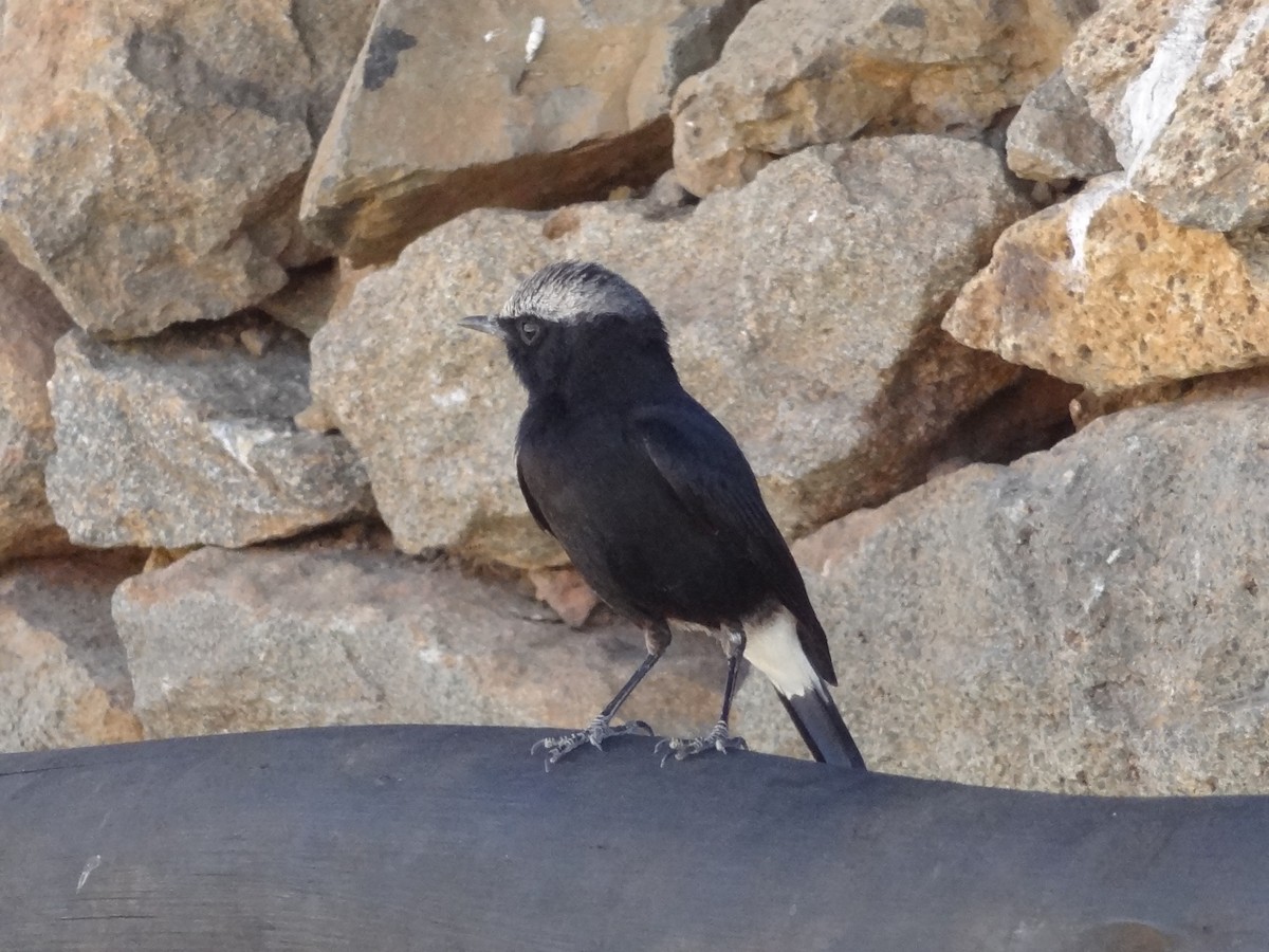 Abyssinian Wheatear - ML611209281