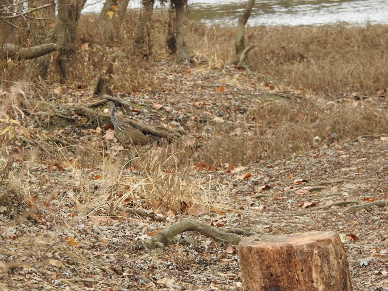 Rallenkranich - ML611209309