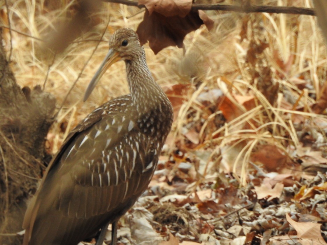 Rallenkranich - ML611209312