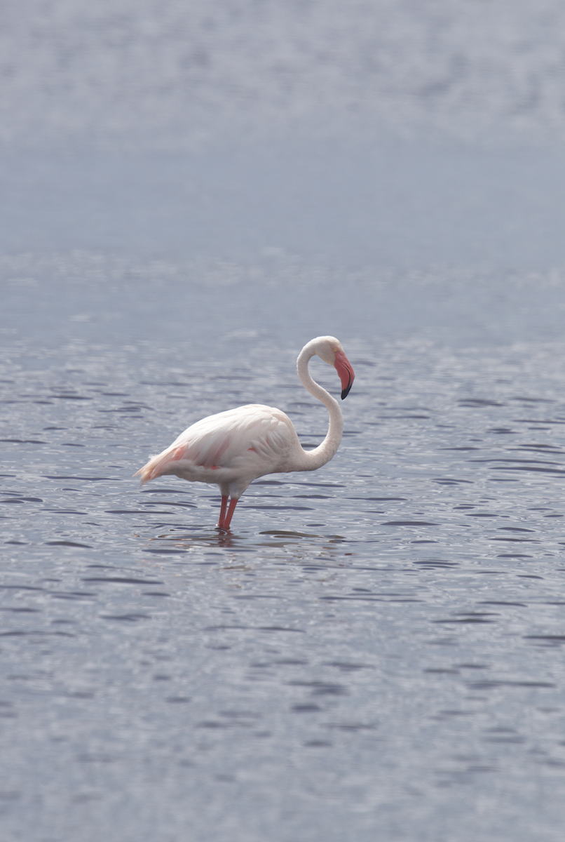 Greater Flamingo - Ethan Ellis