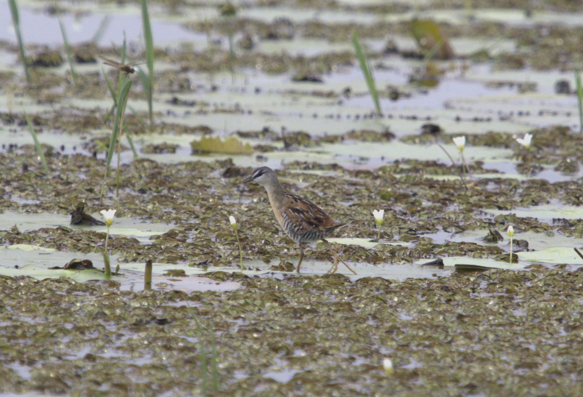 Yellow-breasted Crake - ML611209350