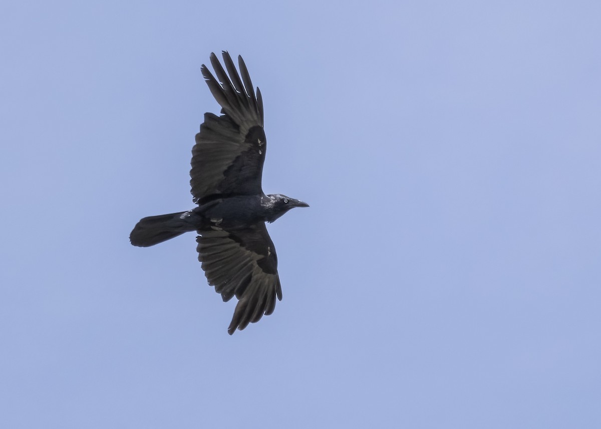 Australian Raven - ML611209526