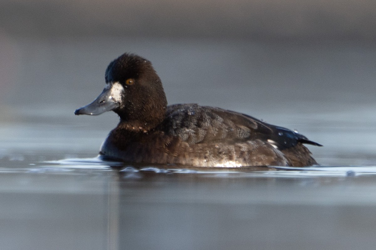 Lesser Scaup - ML611209539